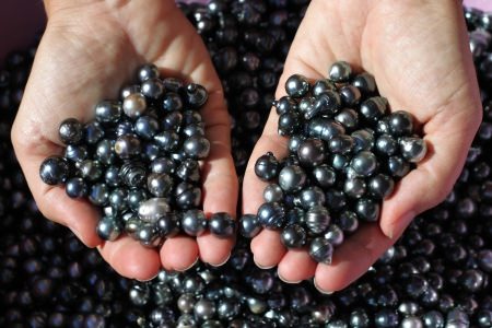 Black Tahitian Pearls