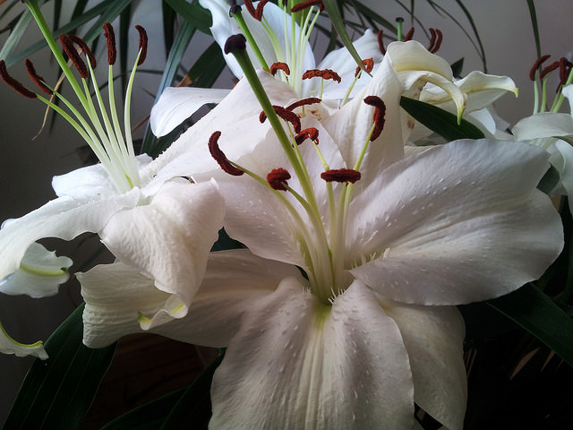 Lillies are the official flower of the 30th wedding anniversary.