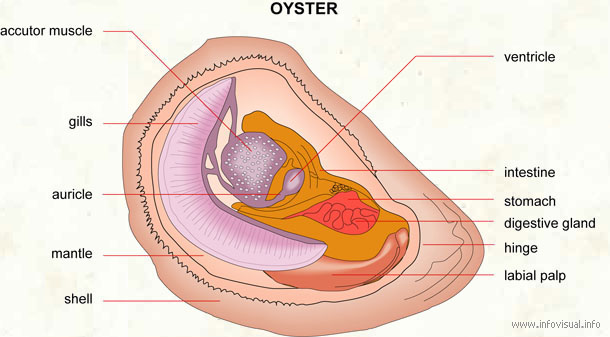 where do pearls come from