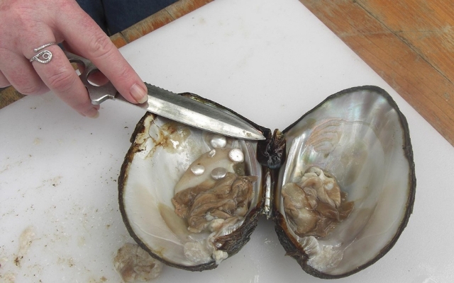 What Is an Oyster? How Do Oysters Make Pearls?