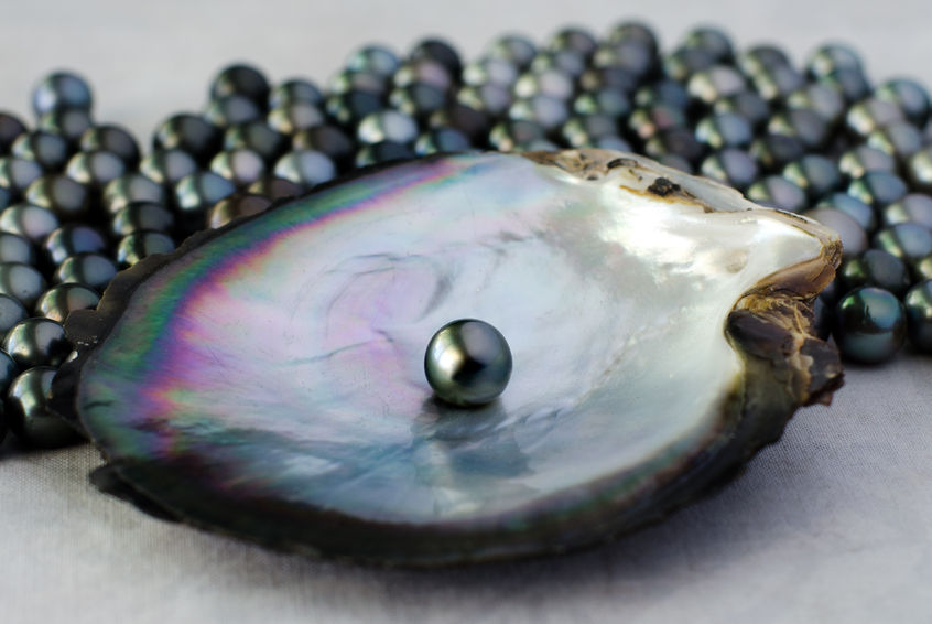 Black Cultured Pearl in Oyster Shell