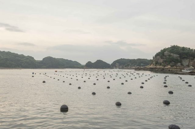 The Process of Akoya Oysters Farming