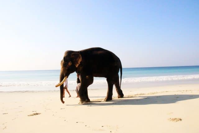 Elephant Beach