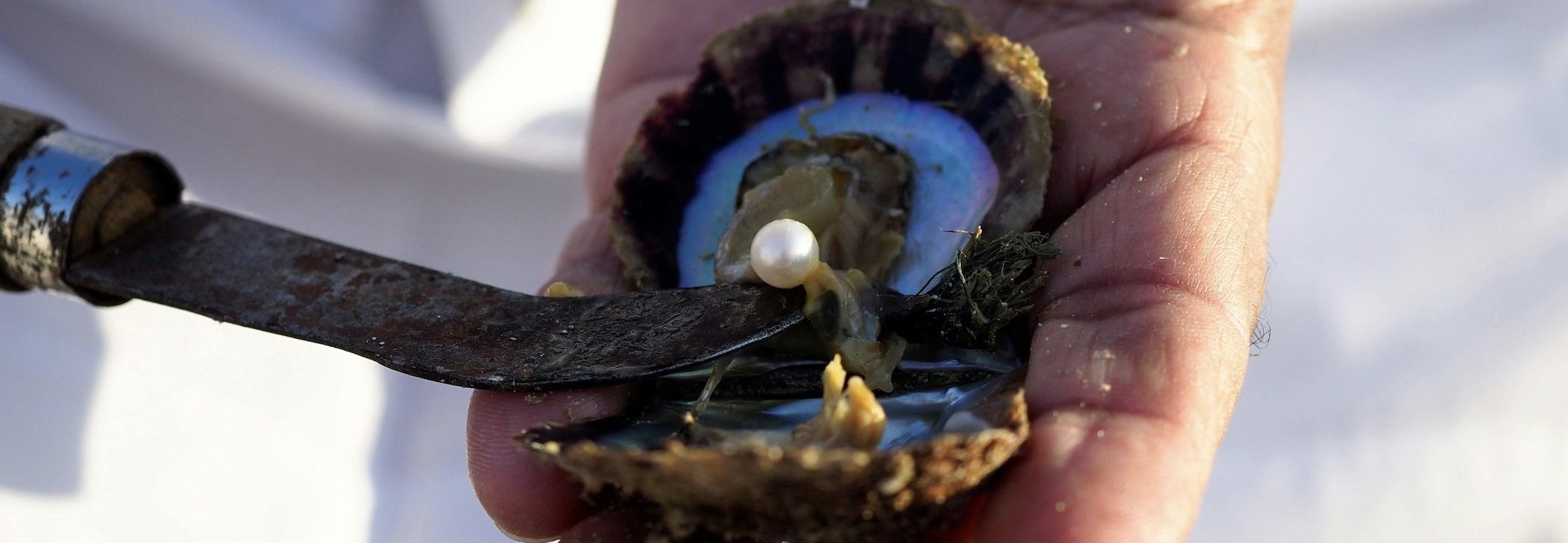 What Are The Odds of Finding a Natural Pearl In An Oyster? Image